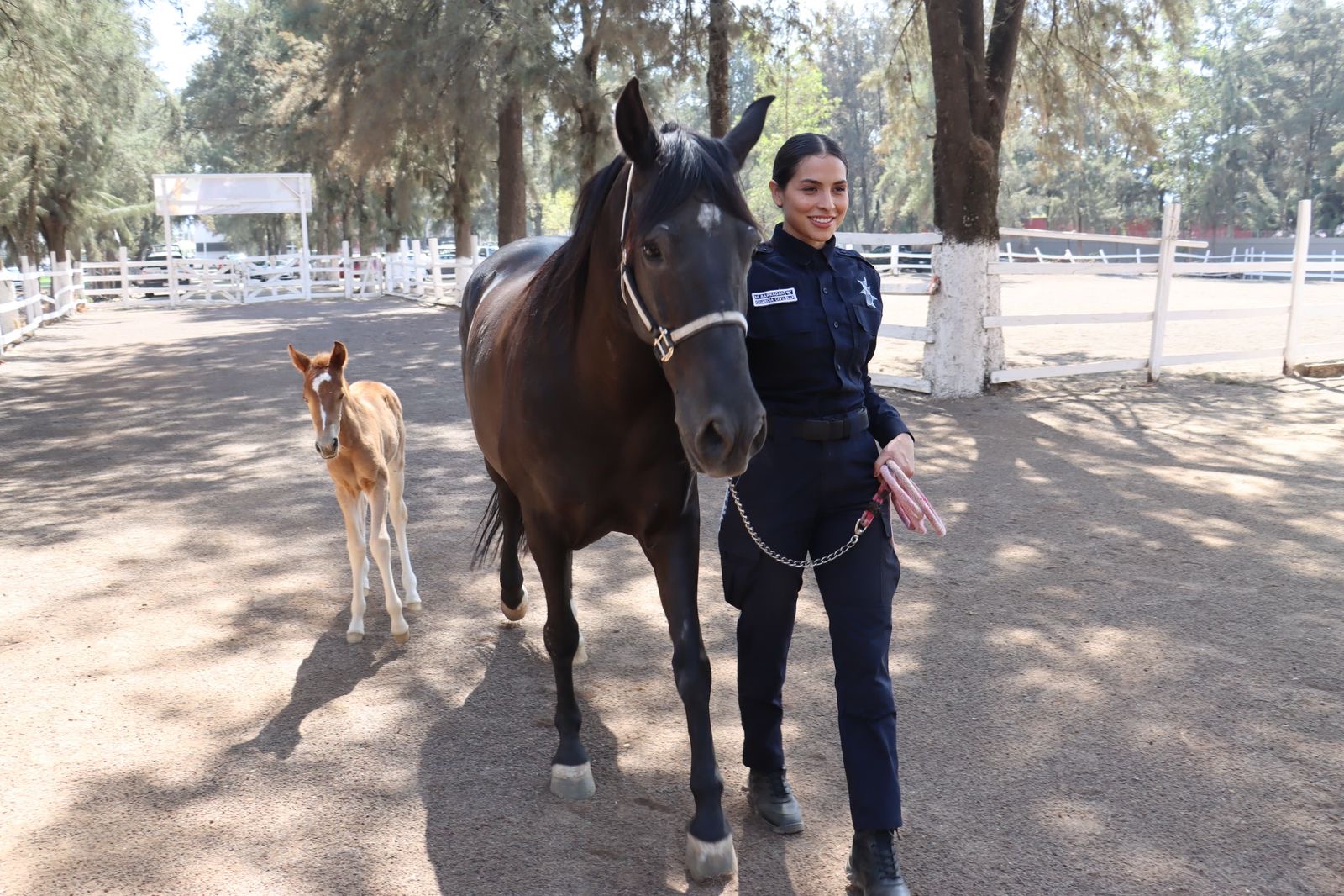 Agrupamiento de Equinos de la Guardia Civil tiene nueva integrante: la potranca Atenea
