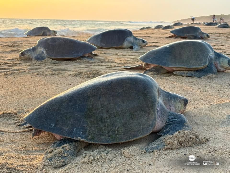 Michoacán, referente mundial en la preservación de la tortuga marina