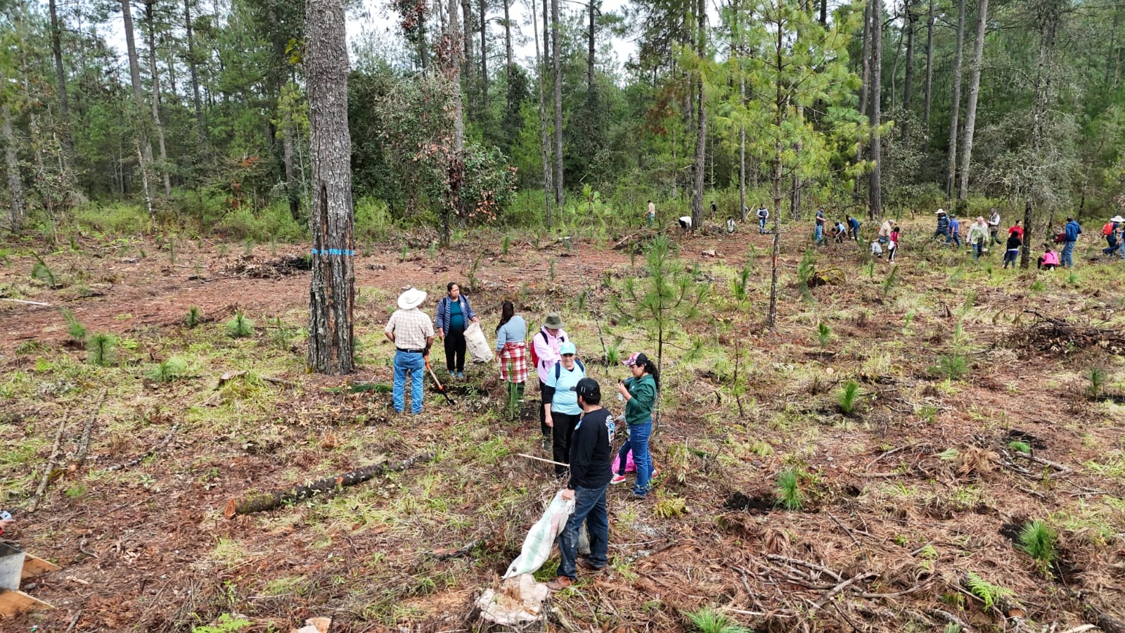 Familias reforestan seis hectáreas en la Comunidad Indígena de Nuevo San Juan Parangaricutiro