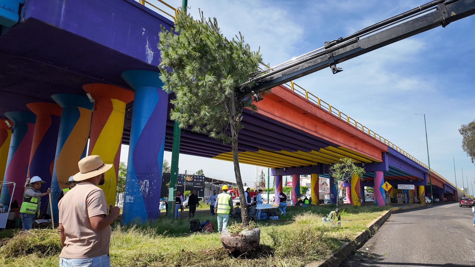 Se suman 28 árboles trasplantados a las acciones ambientales del Morebús