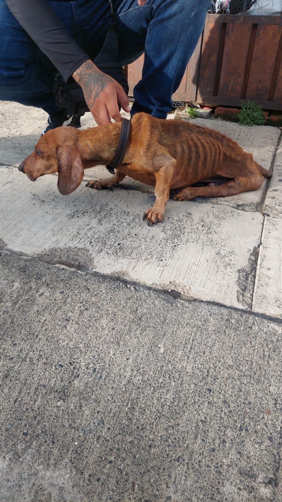 Resguarda IMPA a perrito víctima de maltrato y brinda atención médica