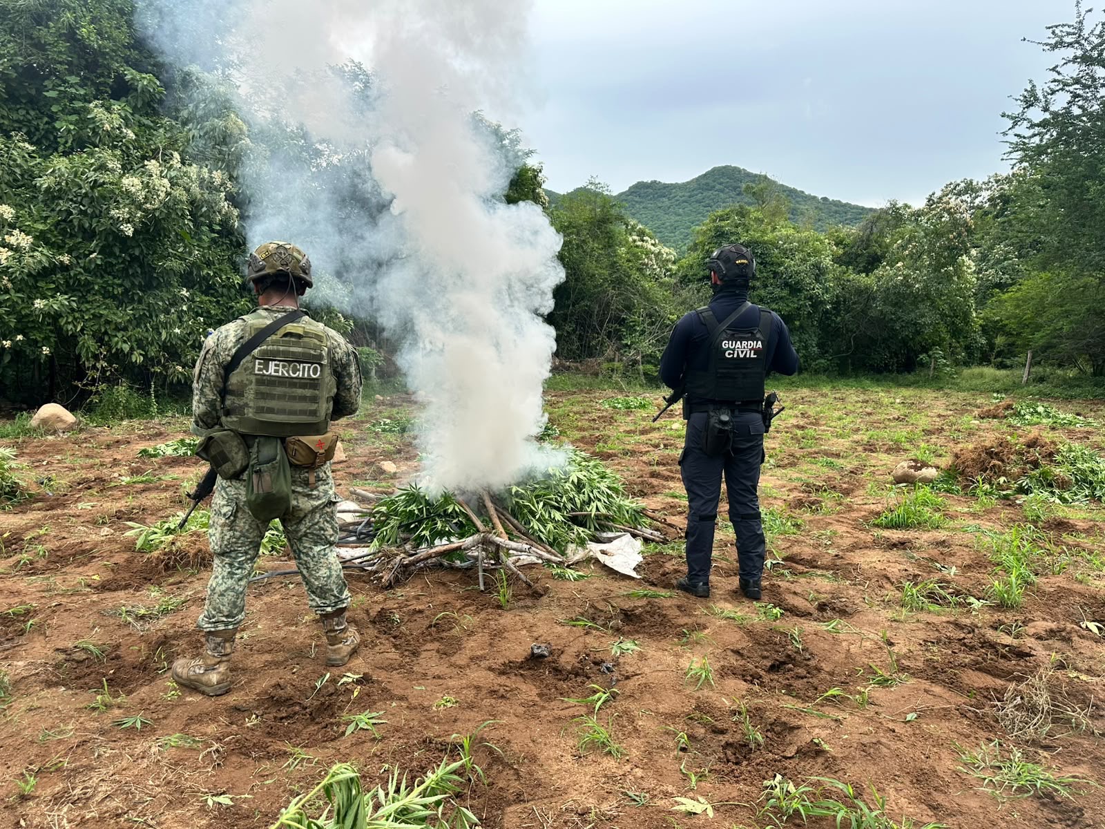 SSP y Defensa destruyen cerca de 96 mil plantas de mariguana en Huetamo