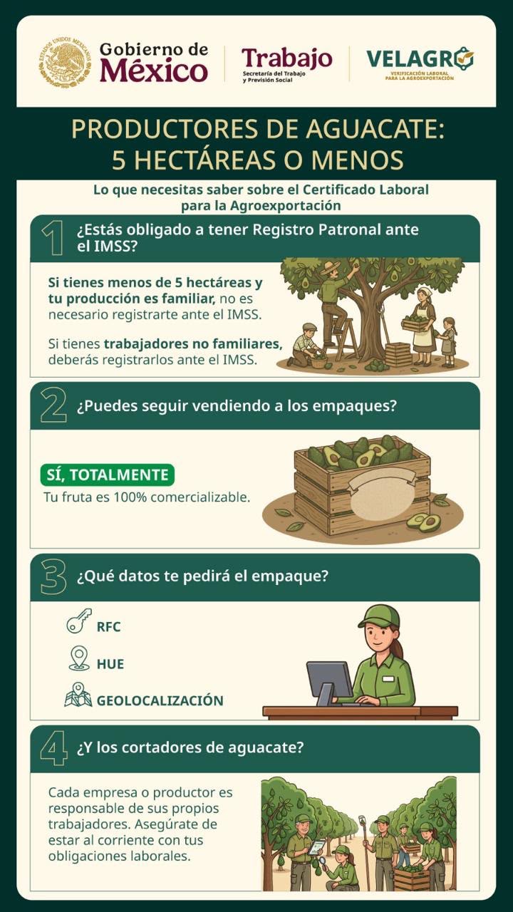 Productores de aguacate no están obligados a tramitar el certificado laboral; corresponde a exportadores