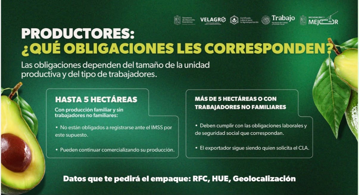 Bedolla aclara que huertas familiares de aguacate con menos de 5 hectáreas no están obligadas al Certificado Laboral